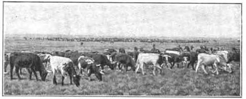 texas cattle
